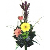 Leucadendron s gerberami