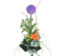 Alium