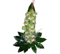 Ozdoben� orchidea