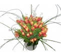 29 tulip�nov